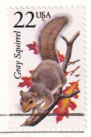 [FDC] America. . raw living thing : grey squirrel (15)(1987 year )( America ) t3950