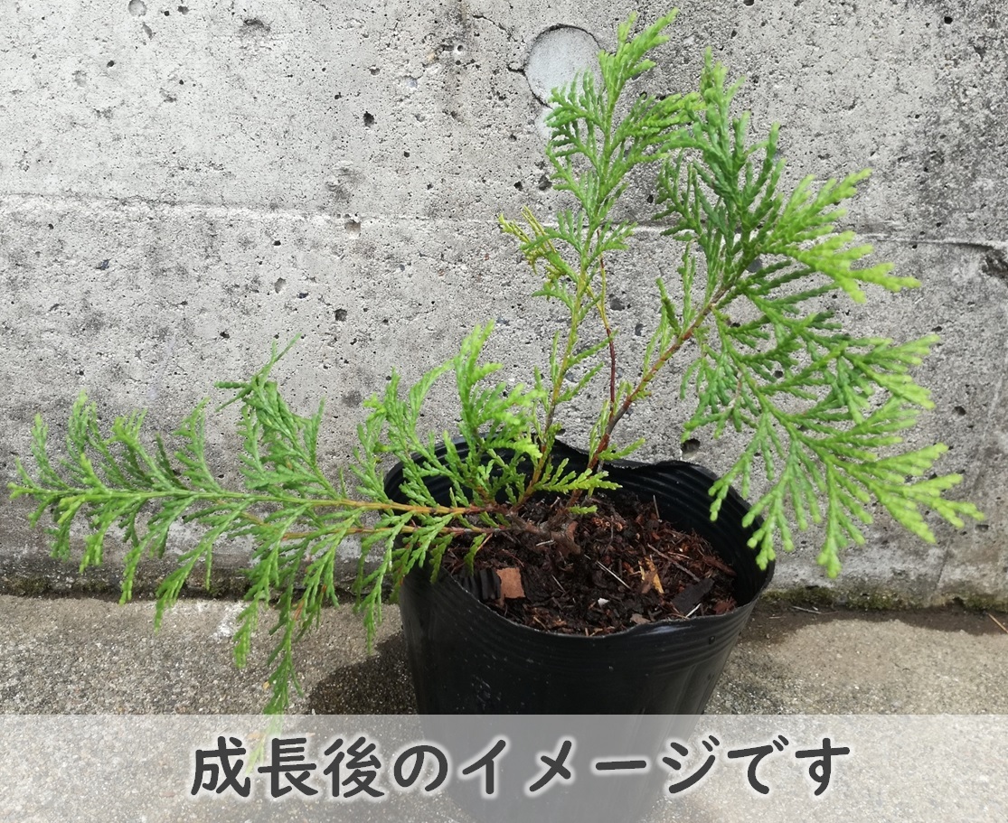 送料無料◆檜 ヒノキ 抜き苗 3本 小サイズ 盆栽 苗木 庭木 植樹 緑化 植林などにも 檜 ひのき 天然 実生苗 岡山県産 園芸_画像3