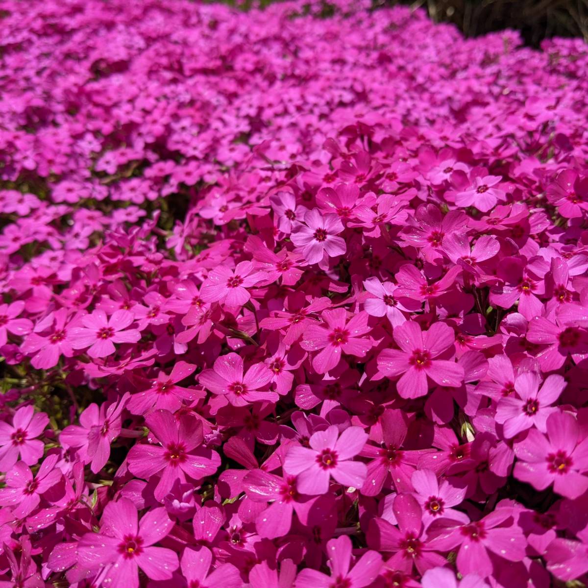 送料無料★芝桜 挿し穂用カット苗 20本 濃いピンク◆シバザクラ 耐寒性◎ 宿根草 常緑 グランドカバー 園芸 ガーデニング_画像3