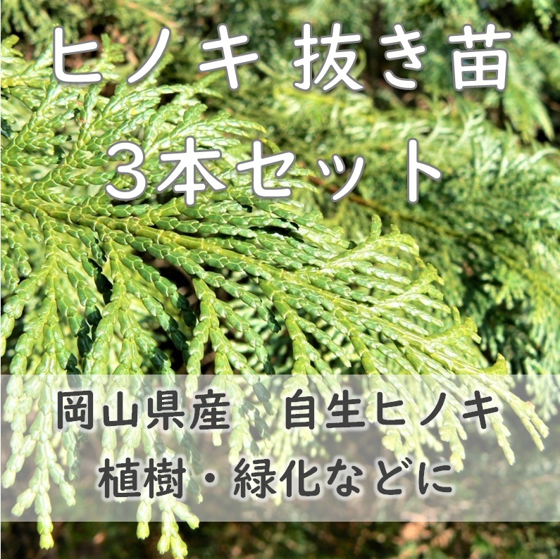 送料無料◆檜 ヒノキ 抜き苗 3本 小サイズ 盆栽 苗木 庭木 植樹 緑化 植林などにも 檜 ひのき 天然 実生苗 岡山県産 園芸_画像1