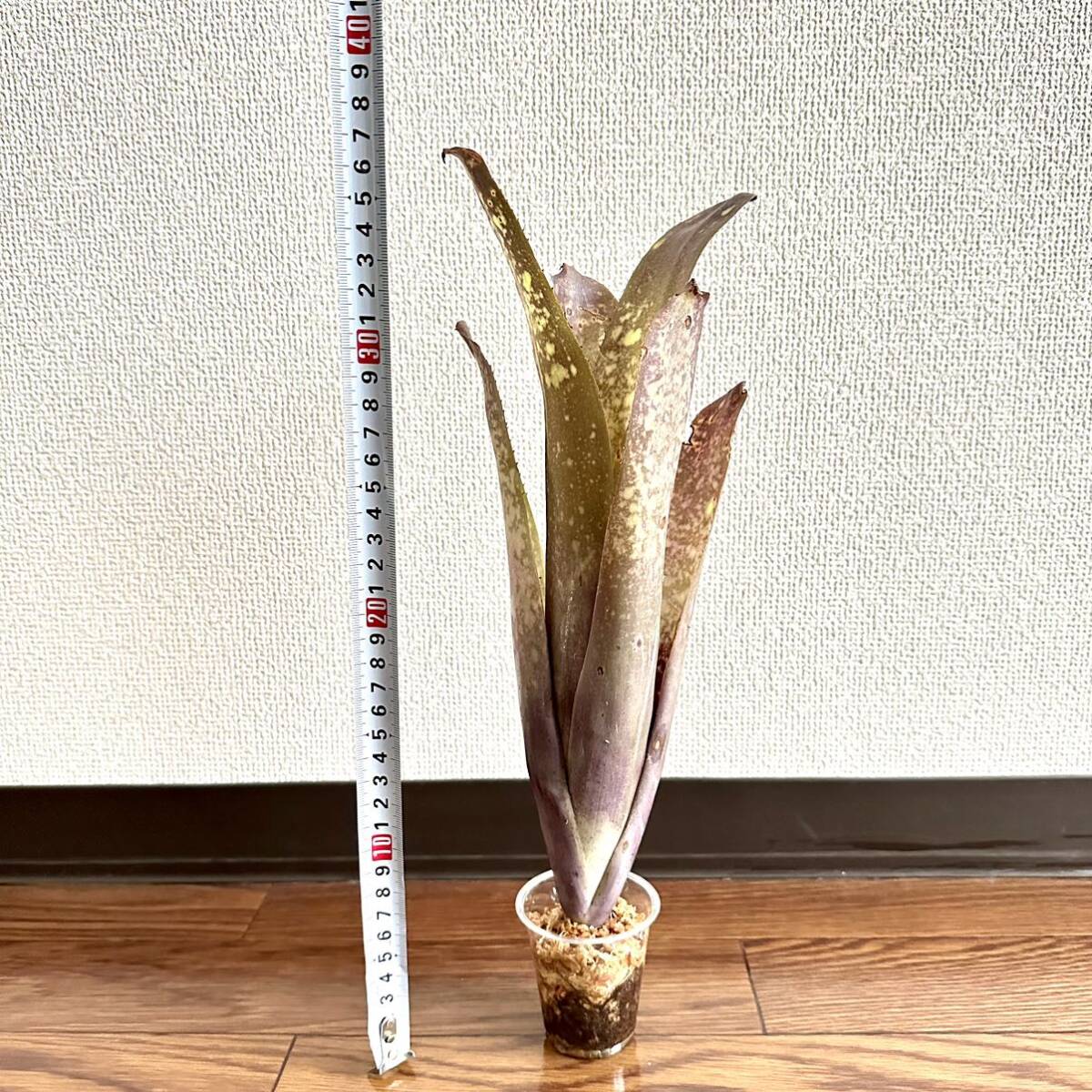 ビルベルギアテンイー タンクブロメリア ツツアナナス 観葉植物 タンクブロメリア ネオレゲリア Neoregelia タンクブロメリアBillbergia _画像2