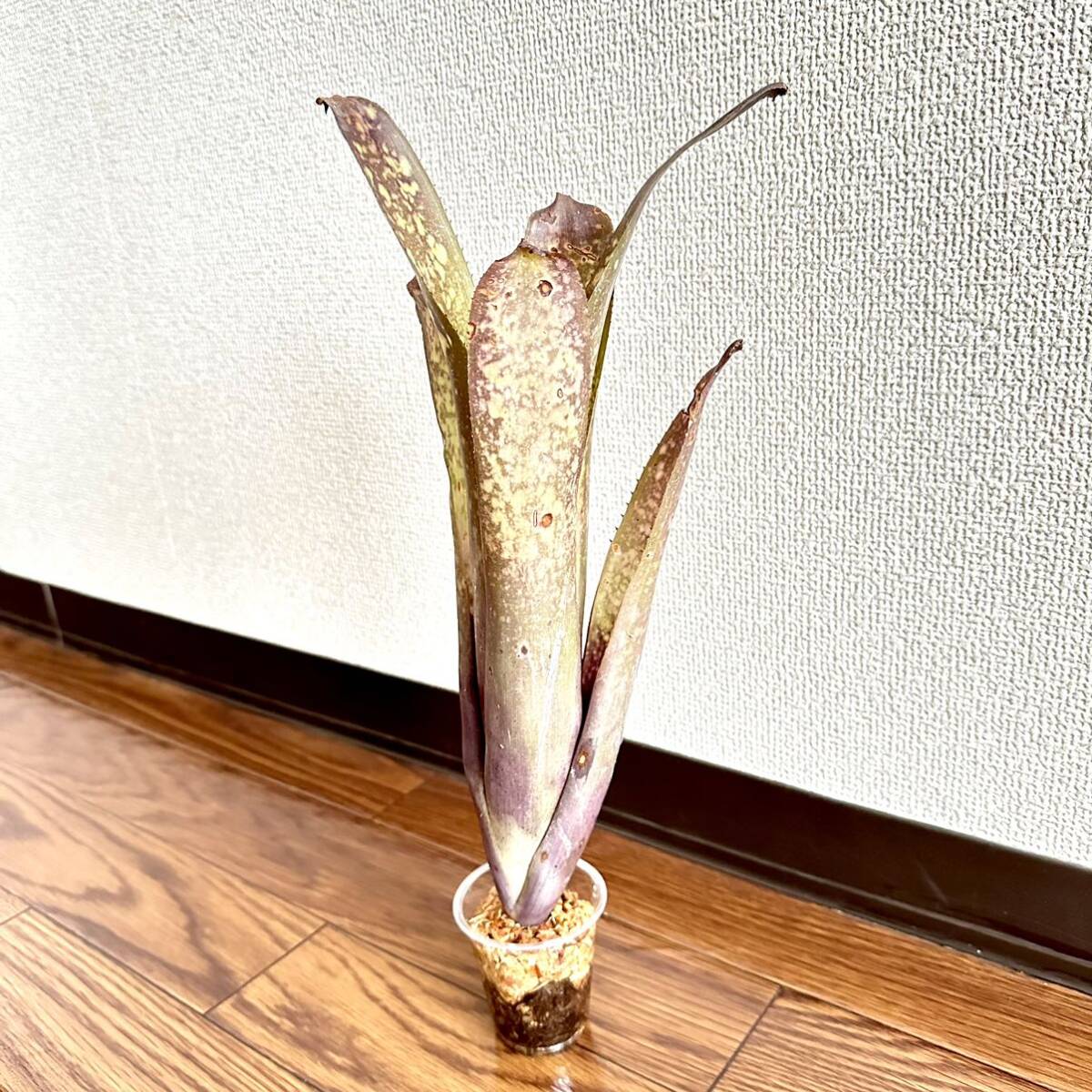 ビルベルギアテンイー タンクブロメリア ツツアナナス 観葉植物 タンクブロメリア ネオレゲリア Neoregelia タンクブロメリアBillbergia _画像4