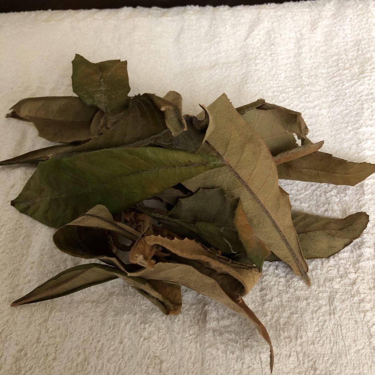  dried * loquat. leaf 