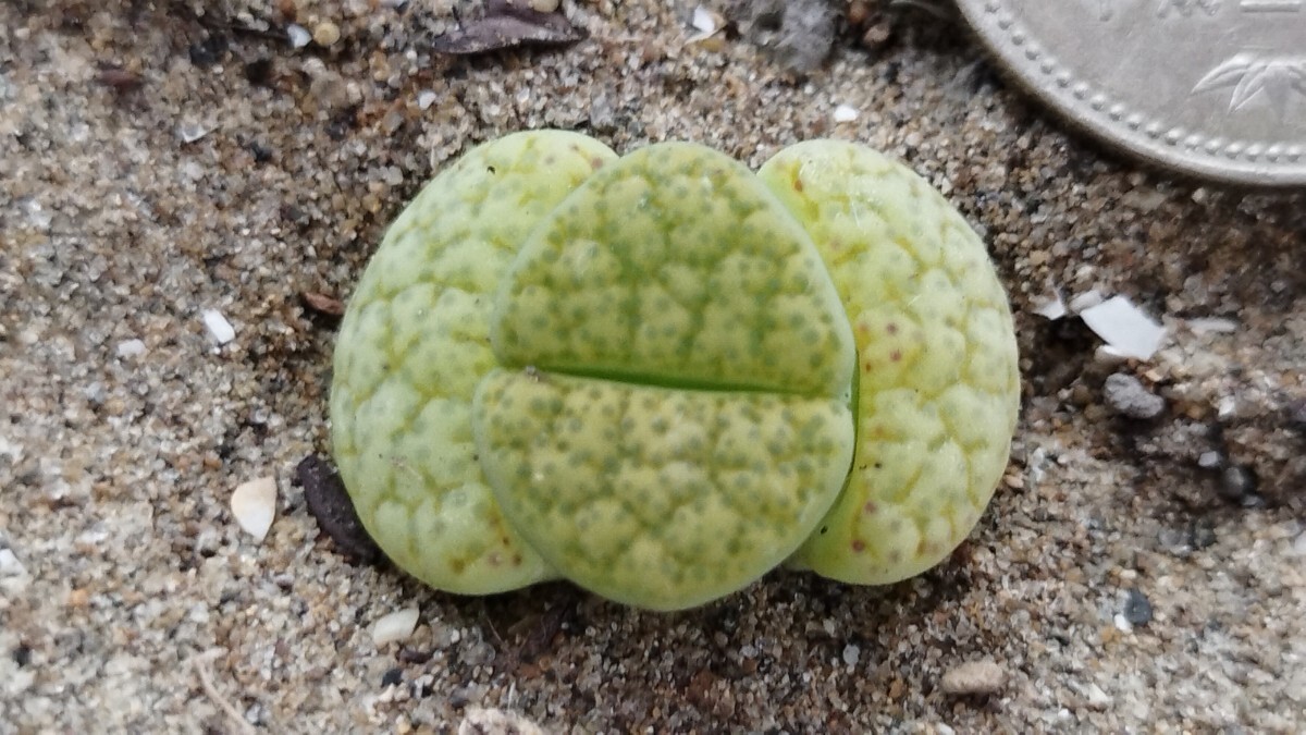 51 　多肉植物　メセン　リトープス　黄緑微紋玉　蛍光緑_画像3