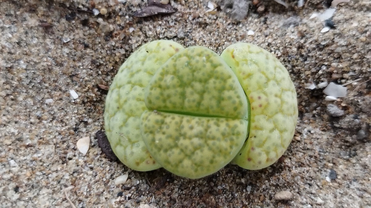 51 　多肉植物　メセン　リトープス　黄緑微紋玉　蛍光緑_画像1