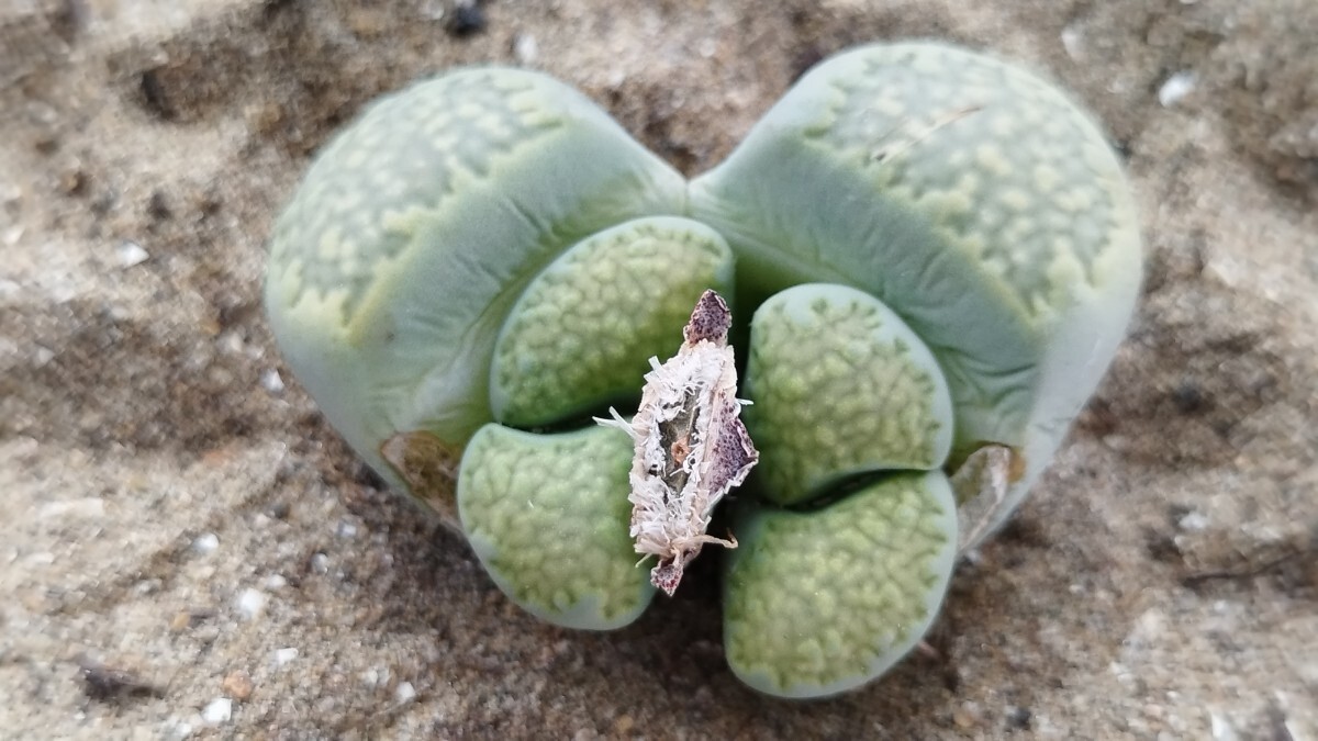 68　多肉植物　メセン　リトープス　黄緑李夫人　種つき　大玉！_画像1