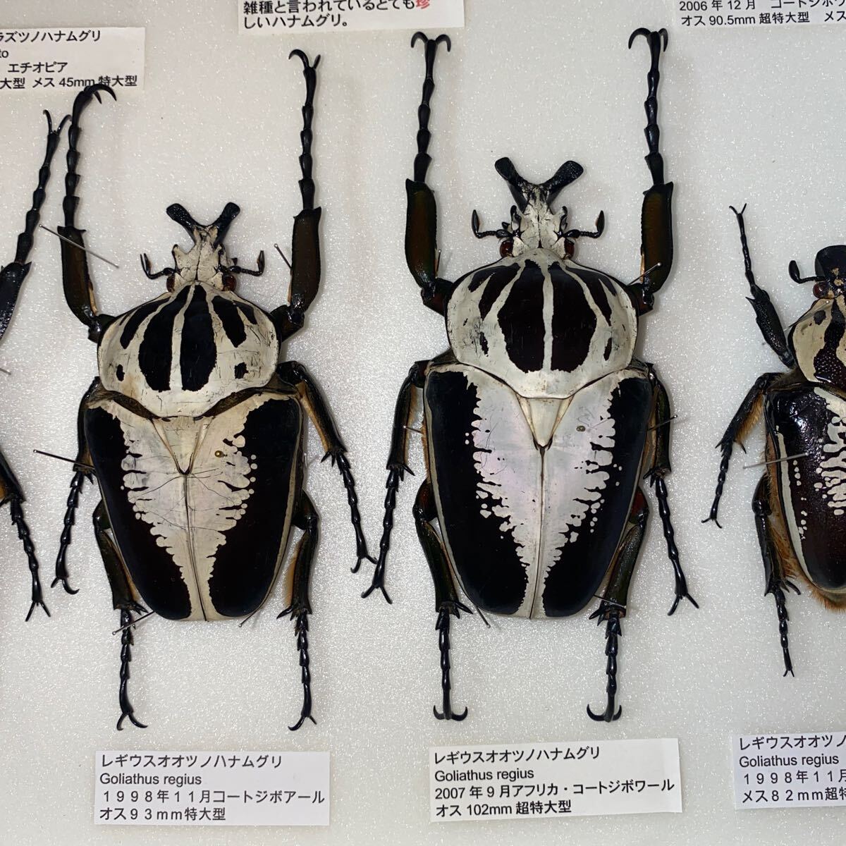 ゴライアスレギウスアトラスオオツノハナムグリ標本ドイツ箱入り ゴライアスレギウスアトラスオオツノハナムグリ標本ドイツ箱入り