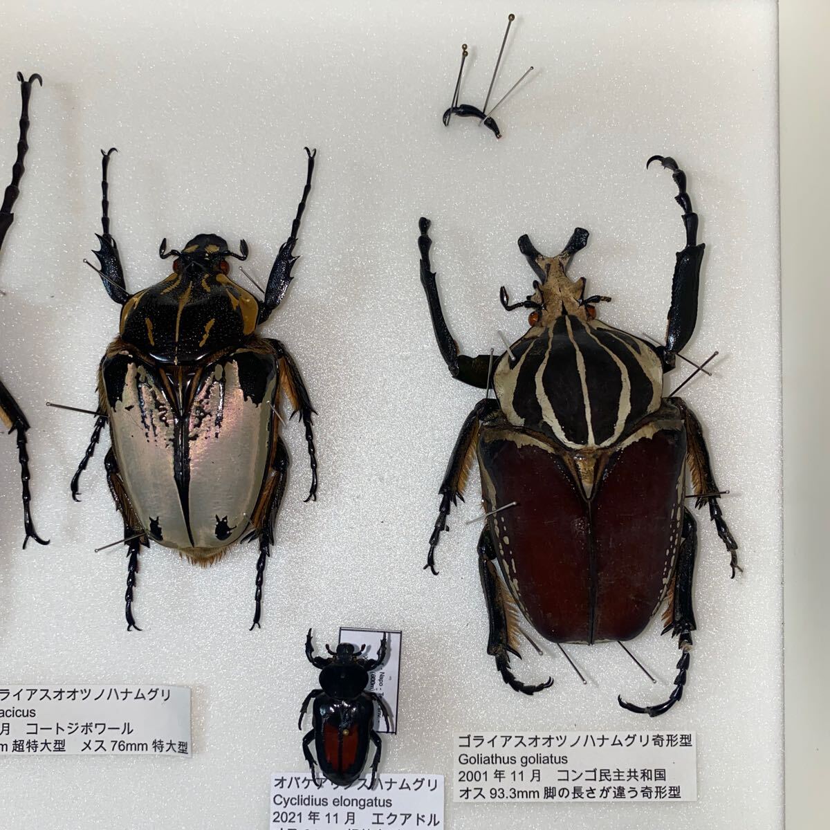  ゴライアス レギウス アトラス オオツノハナムグリ 標本 ドイツ箱入り 昆虫 甲虫 標本 の画像5