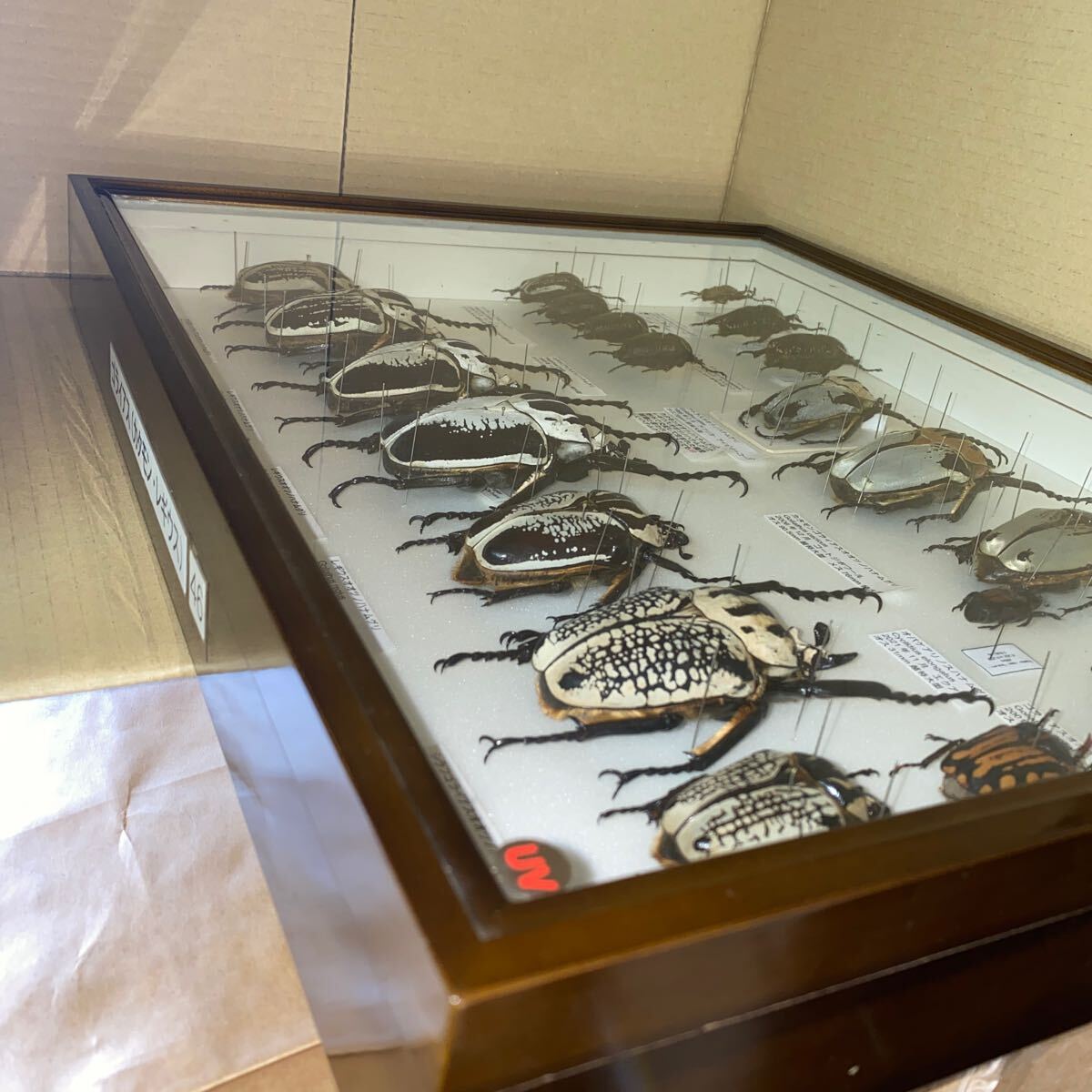  ゴライアス レギウス アトラス オオツノハナムグリ 標本 ドイツ箱入り 昆虫 甲虫 標本 の画像9