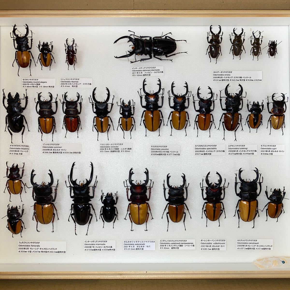 フェモラリス メンタワイ 等 ツヤクワガタ 標本 UVドイツ箱入り 昆虫標本_画像1