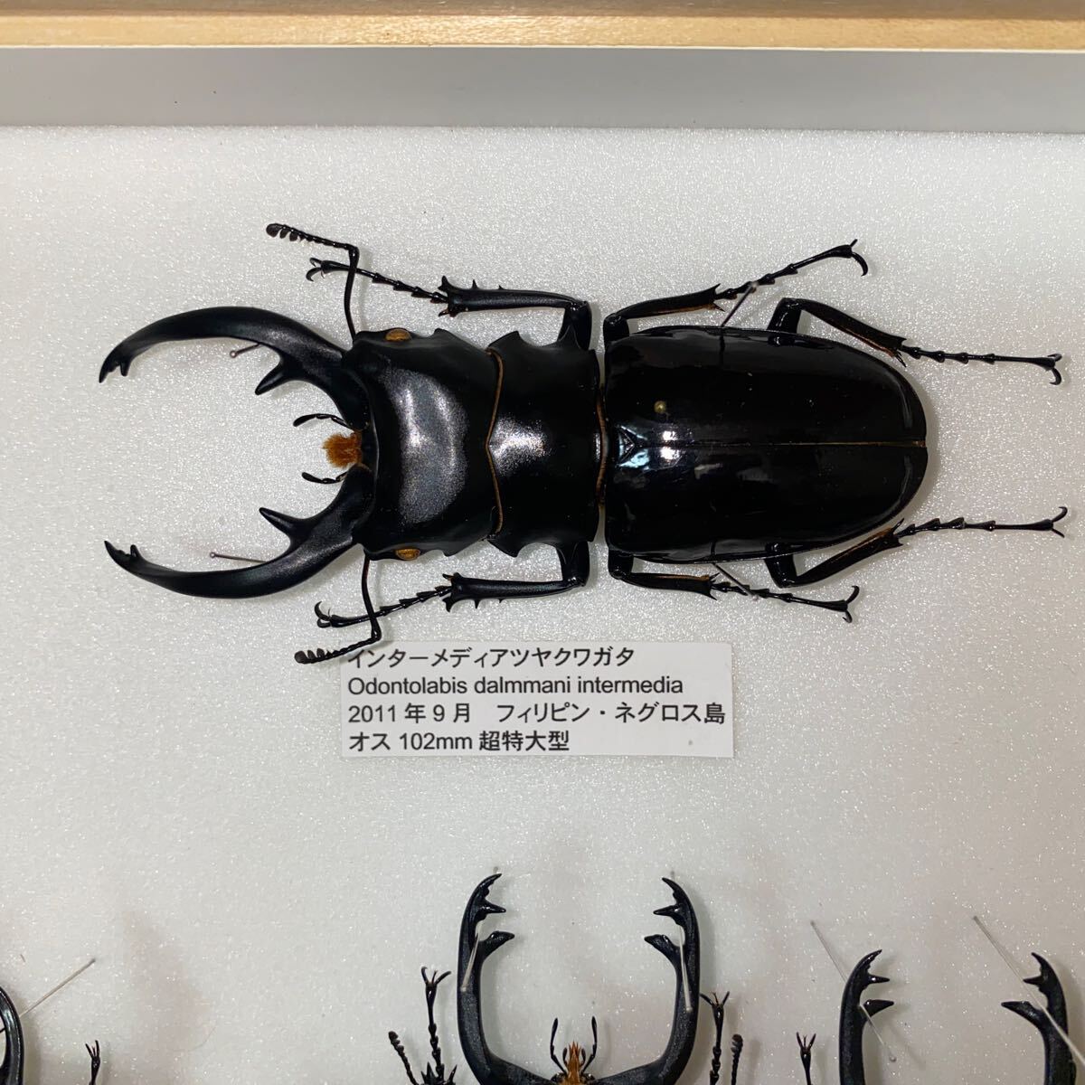 フェモラリス メンタワイ 等 ツヤクワガタ 標本 UVドイツ箱入り 昆虫標本の画像8