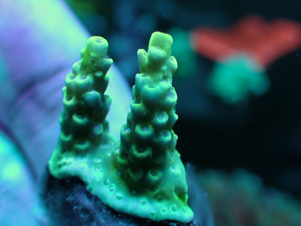 UCA confetti acropora 複数出品中！の画像1