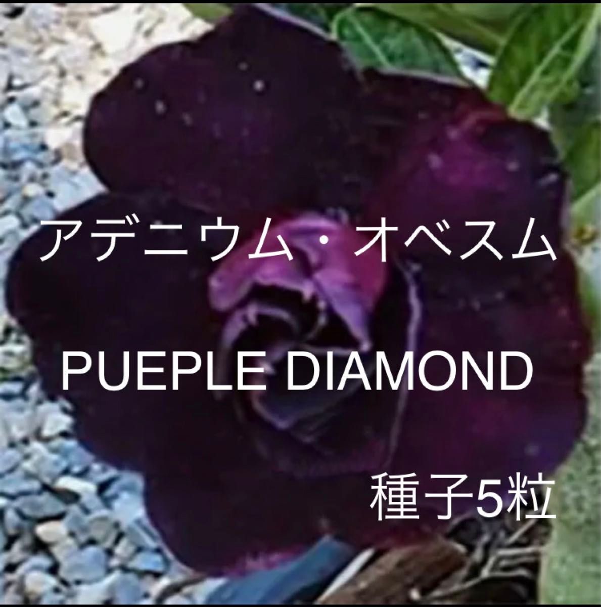 アデニウム・オベスム PUEPLE DIAMOND 種子5粒