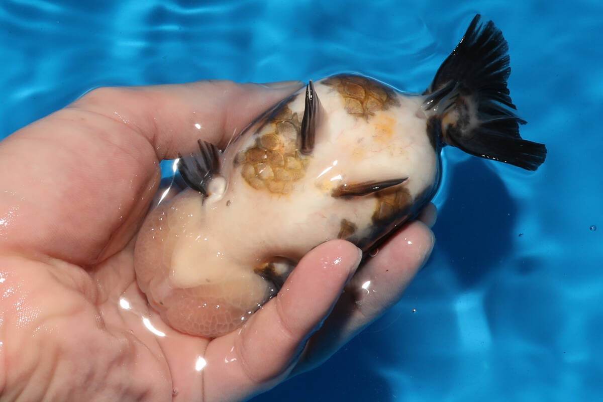 一周年感謝祭　特級丹頂墨江戸錦　12.5cm　蘭鋳　らんちゅう　動画あり『金魚大地』同梱可　証明書発行　中国産金魚_画像7