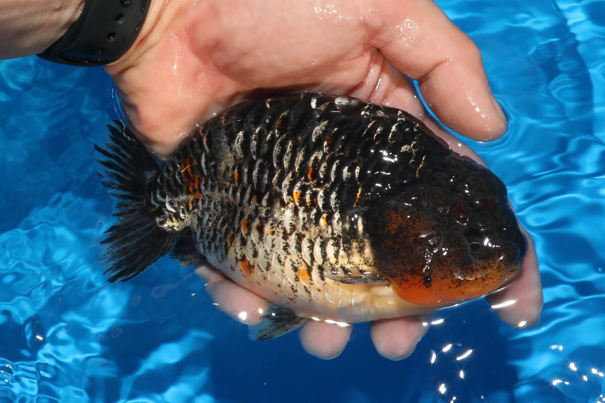 銀鱗黒麒麟　14cm　蘭鋳　らんちゅう　動画あり『金魚大地』同梱可　証明書発行　中国産金魚_画像4