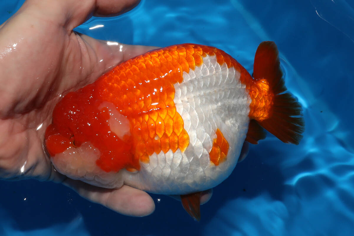 スモールテールフンタン更紗　14cm　圧倒的な質　蘭鋳　らんちゅう　動画あり『金魚大地』同梱可　証明書発行　中国産金魚_画像3