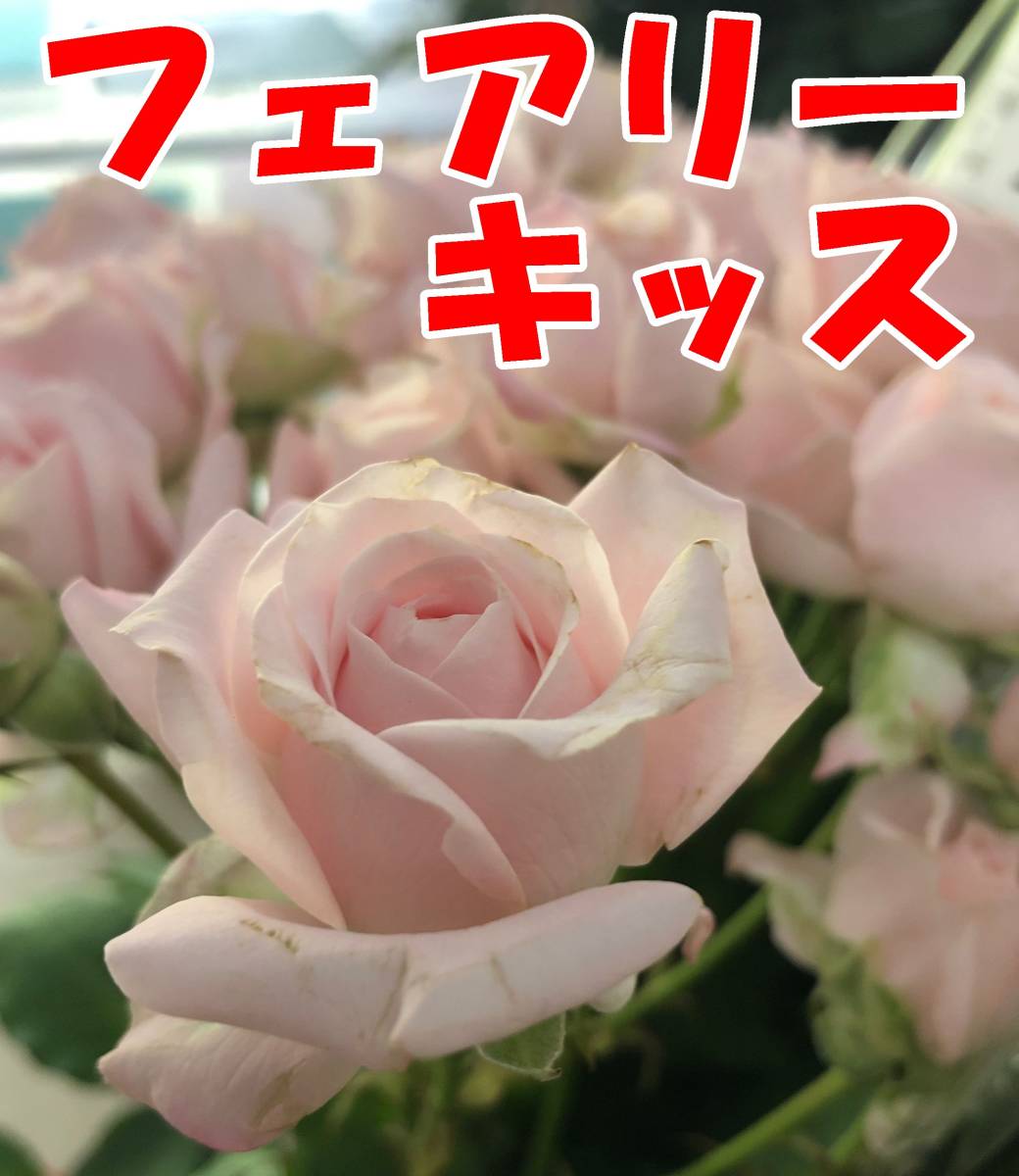 フェアリーキッス★淡いピンクの中輪の半剣弁カップ咲き★挿し木苗の画像1