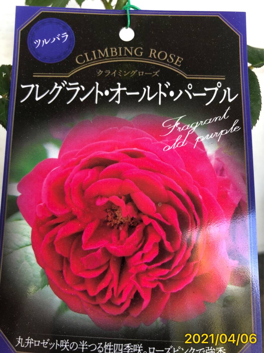 4132fre gran to Old purple *OR* especially fragrance. is good rose * connection tree 