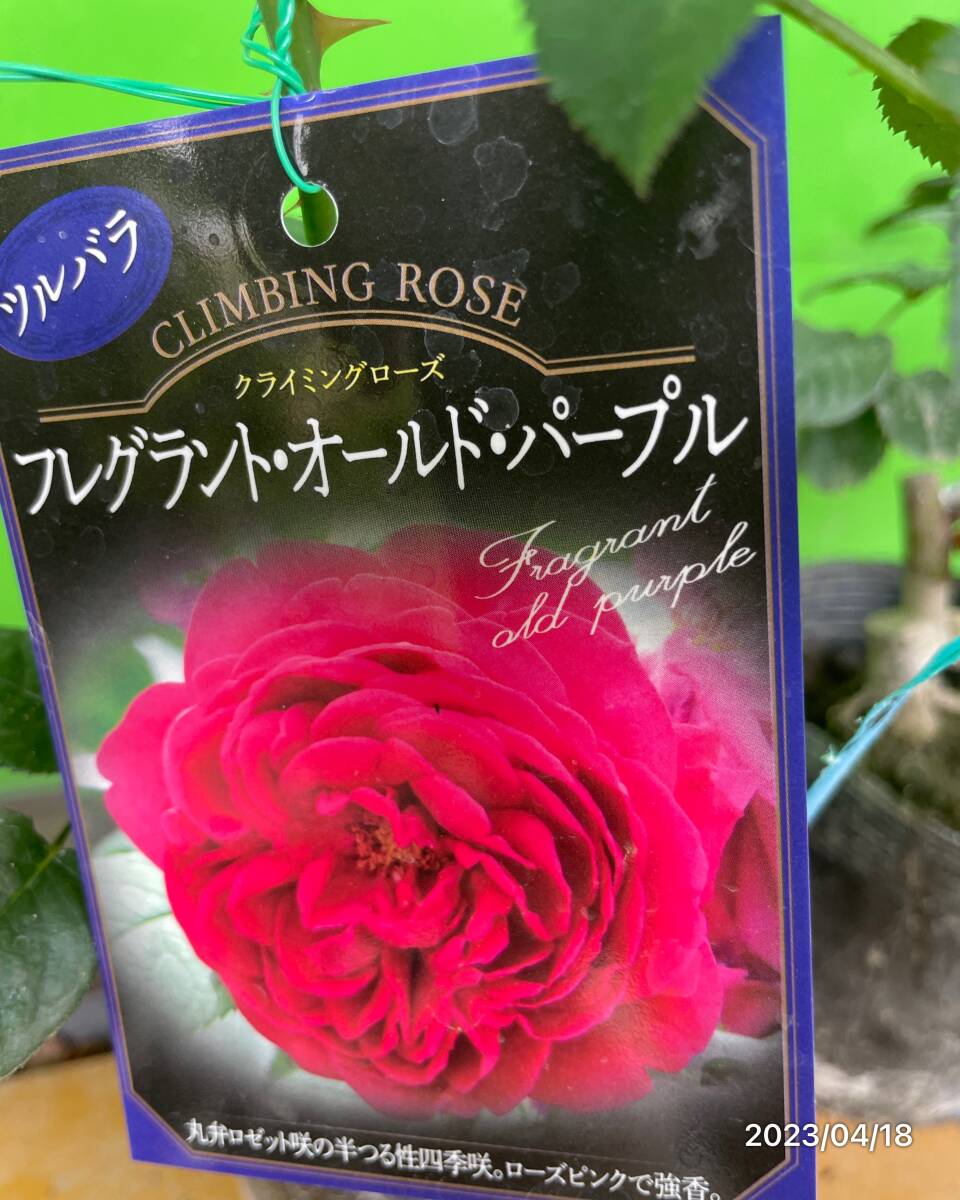 4132fre gran to Old purple *OR* especially fragrance. is good rose * connection tree 