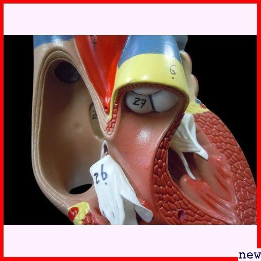 新品◆ ＭＦＣ 人体模型 左心室 右心室 左心房 右心房 弁 スタンド付き 実物大 心臓模型 43_画像5