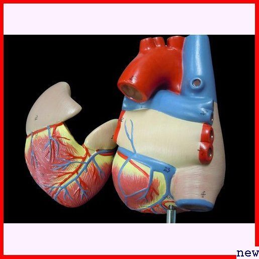 新品◆ ＭＦＣ 人体模型 左心室 右心室 左心房 右心房 弁 スタンド付き 実物大 心臓模型 43_画像6