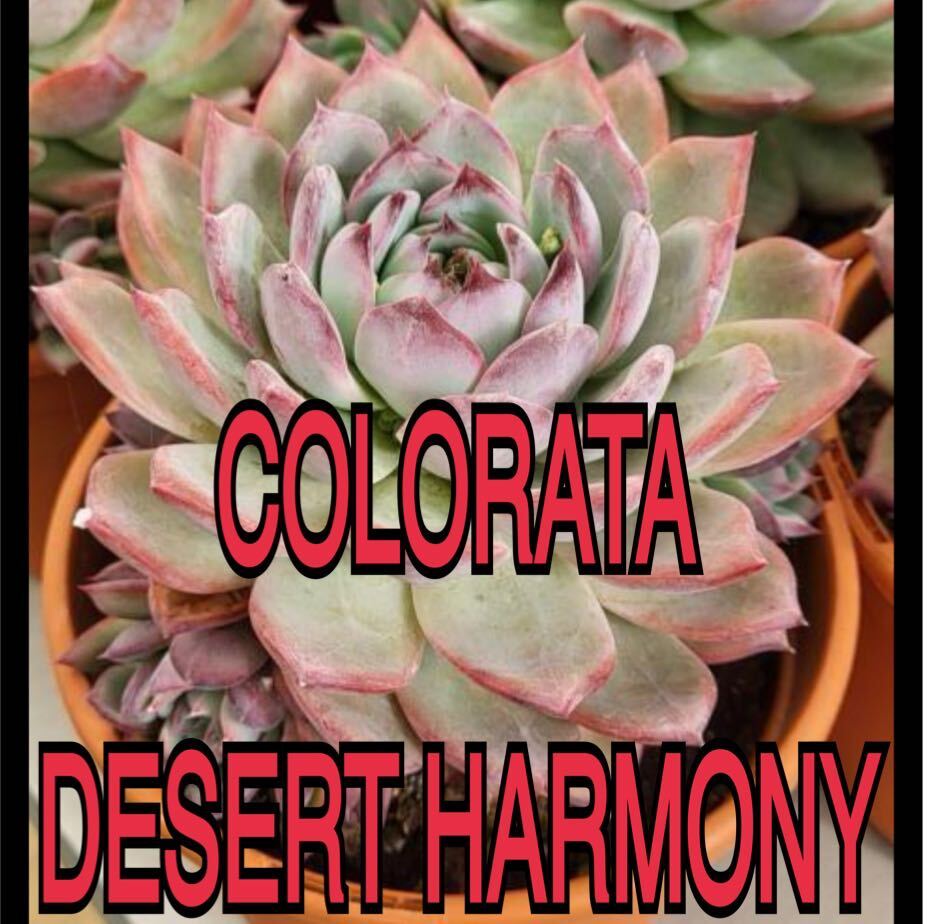 colorata desert harmony 種子50粒　デザートハーモニー　多肉植物　エケベリア　ゴンザレス苗　コロラータ_画像1