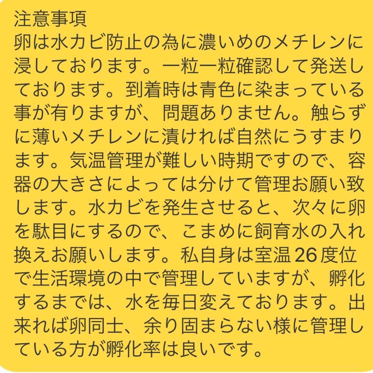 【狸のめだか屋さん】厳選　女雛ラメ　有精卵20個　メダカ卵　有精卵20個＋α 有精卵　夜桜　煌　改良　めだか卵　人気