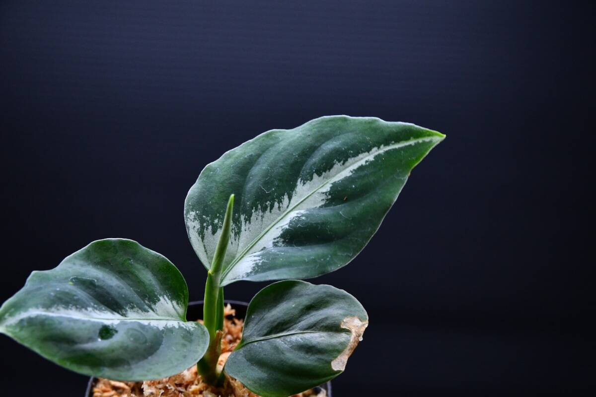 10　Aglaonema　pictum tricolor from South Sumatra アグラオネマ　ピクタム　トリカラー実生株_画像3