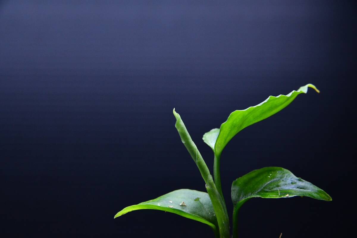 8　Aglaonema　pictum tricolor from South Sumatra アグラオネマ　ピクタム　トリカラー実生株_画像8