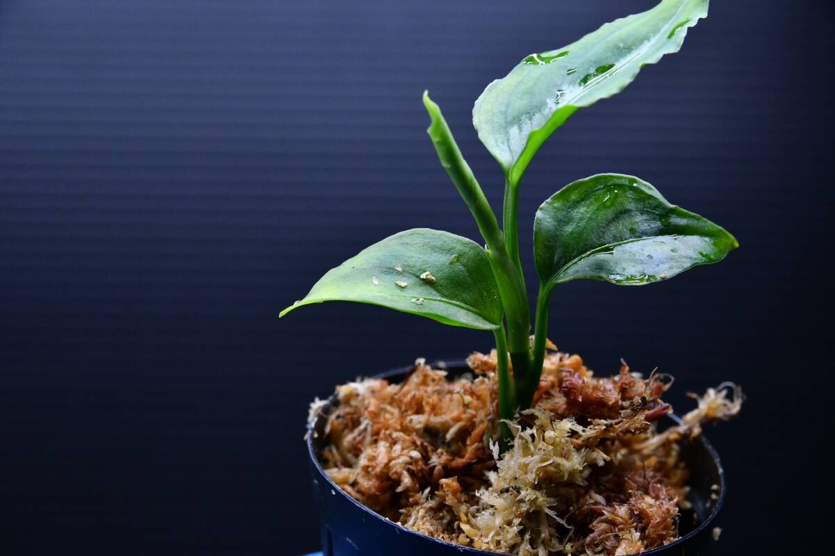 8　Aglaonema　pictum tricolor from South Sumatra アグラオネマ　ピクタム　トリカラー実生株_画像7