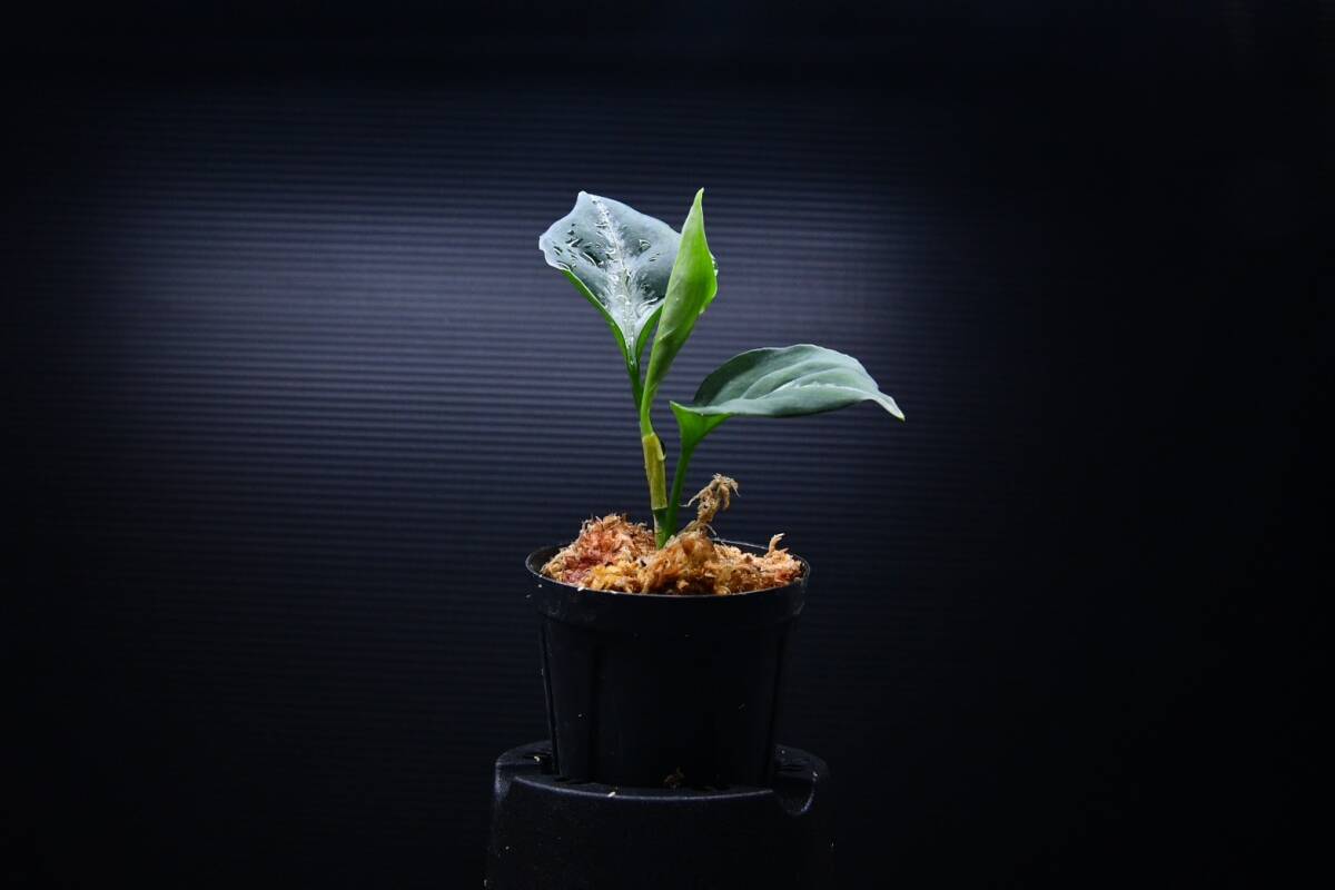 9　Aglaonema　pictum tricolor from South Sumatra アグラオネマ　ピクタム　トリカラー実生株_画像2
