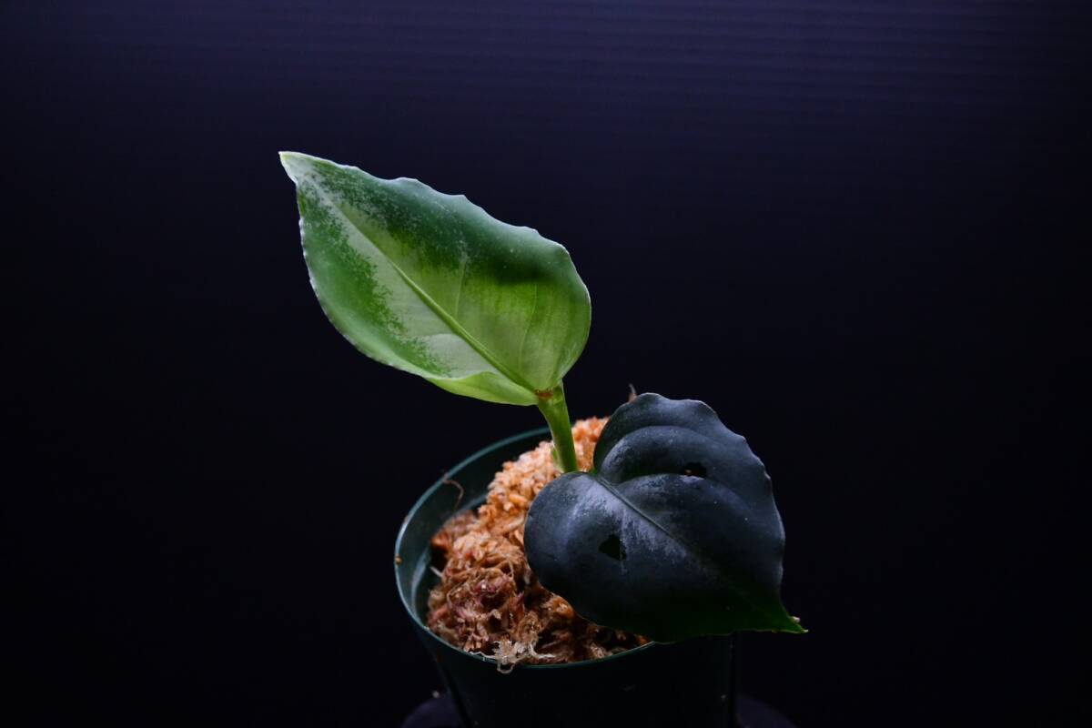 3　Aglaonema　pictum tricolor from South Sumatra アグラオネマ　ピクタム　トリカラー実生株_画像5