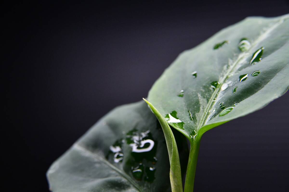 6　Aglaonema　pictum tricolor from South Sumatra アグラオネマ　ピクタム　トリカラー実生株_画像4