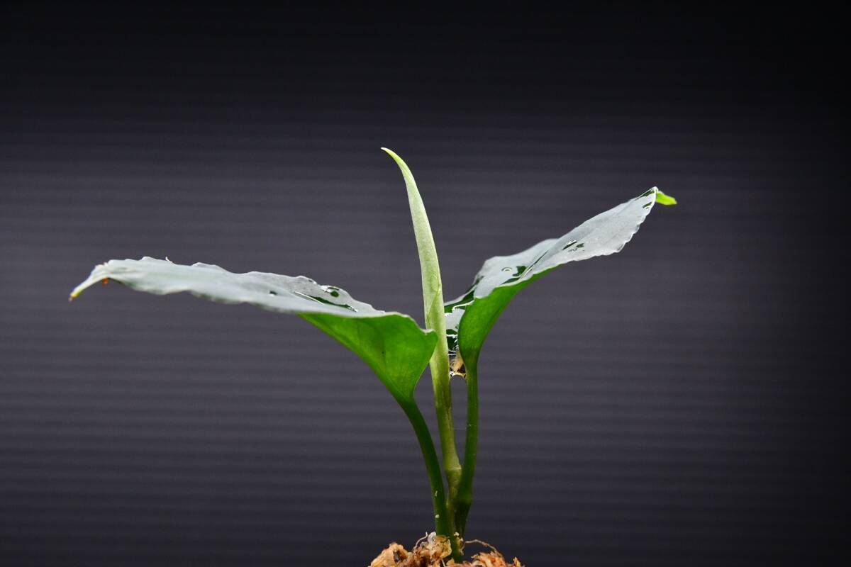 7　Aglaonema　pictum tricolor from South Sumatra アグラオネマ　ピクタム　トリカラー実生株_画像5