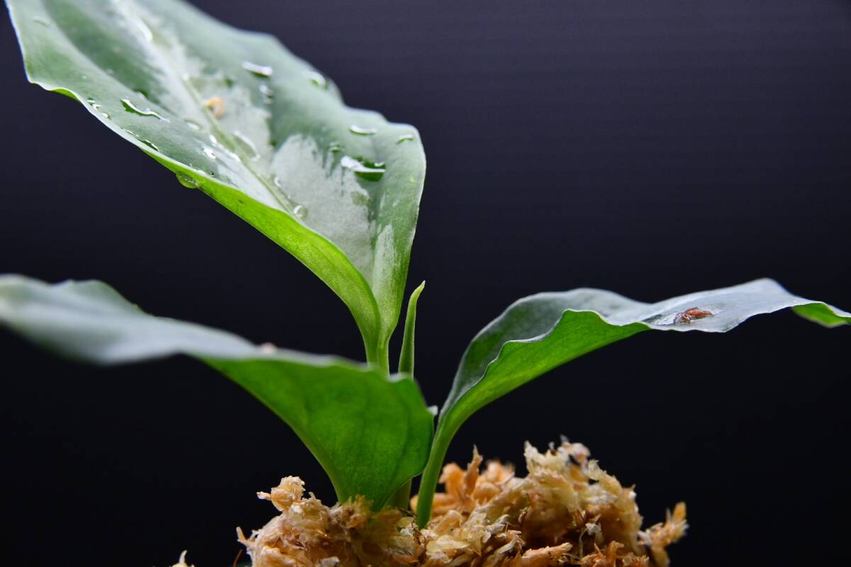 9　Aglaonema　pictum tricolor from South Sumatra アグラオネマ　ピクタム　トリカラー実生株_画像8