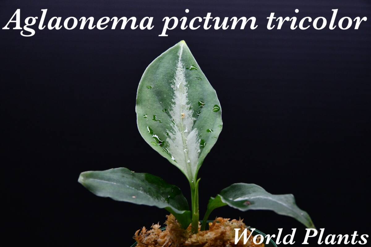 9　Aglaonema　pictum tricolor from South Sumatra アグラオネマ　ピクタム　トリカラー実生株_画像1