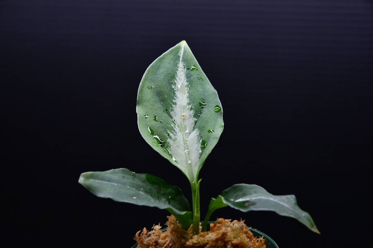 9　Aglaonema　pictum tricolor from South Sumatra アグラオネマ　ピクタム　トリカラー実生株_画像5