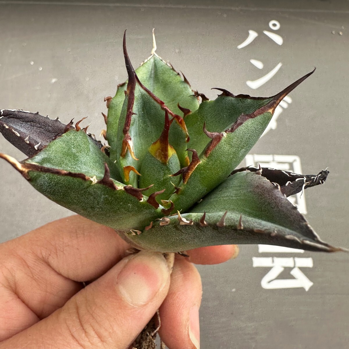 P20【パンダ園芸】アガベ　チタノタ HADES ハデス 恐竜牙歯 Agave titanota Hades　メリクロン株 発根済み _画像4