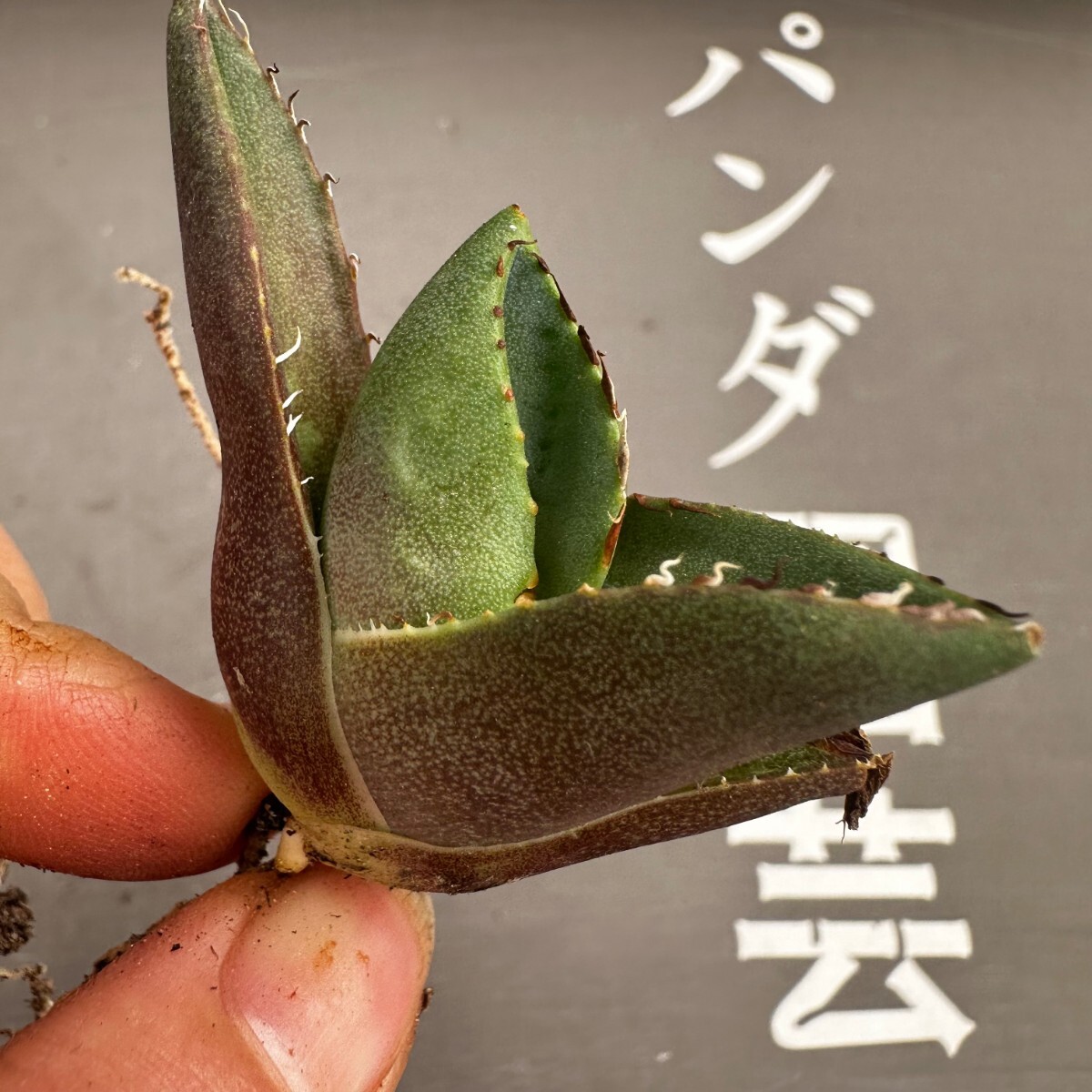 P40【パンダ園芸】アガベ チタノタ ジャガーノート 純血 / Agave titanota 'Juggernaut' pure blood メリクロン株 発根済み _画像3