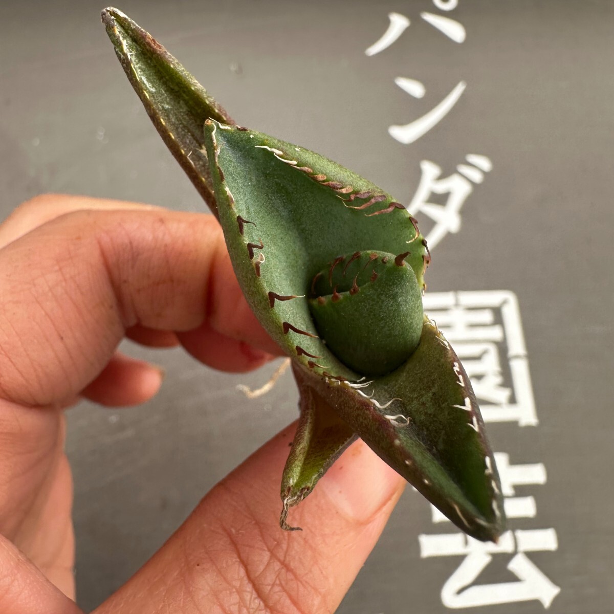 P41【パンダ園芸】アガベ チタノタ ジャガーノート 純血 / Agave titanota 'Juggernaut' pure blood メリクロン株 発根済み _画像3