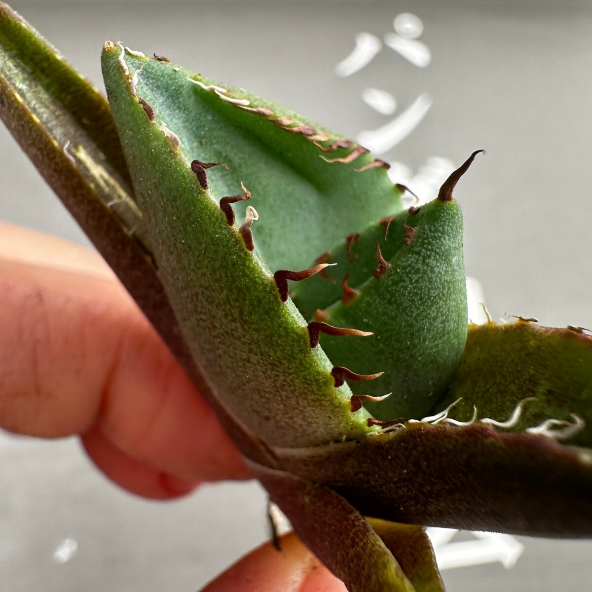 P41【パンダ園芸】アガベ チタノタ ジャガーノート 純血 / Agave titanota 'Juggernaut' pure blood メリクロン株 発根済み _画像1