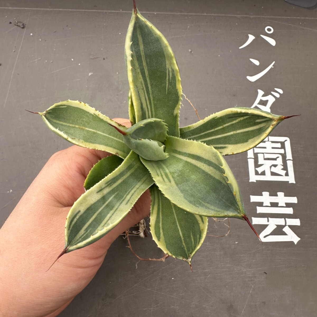 R58【パンダ園芸】多肉植物アガベ パリー トランカータ ライムストリーク アイス発根済みの画像1