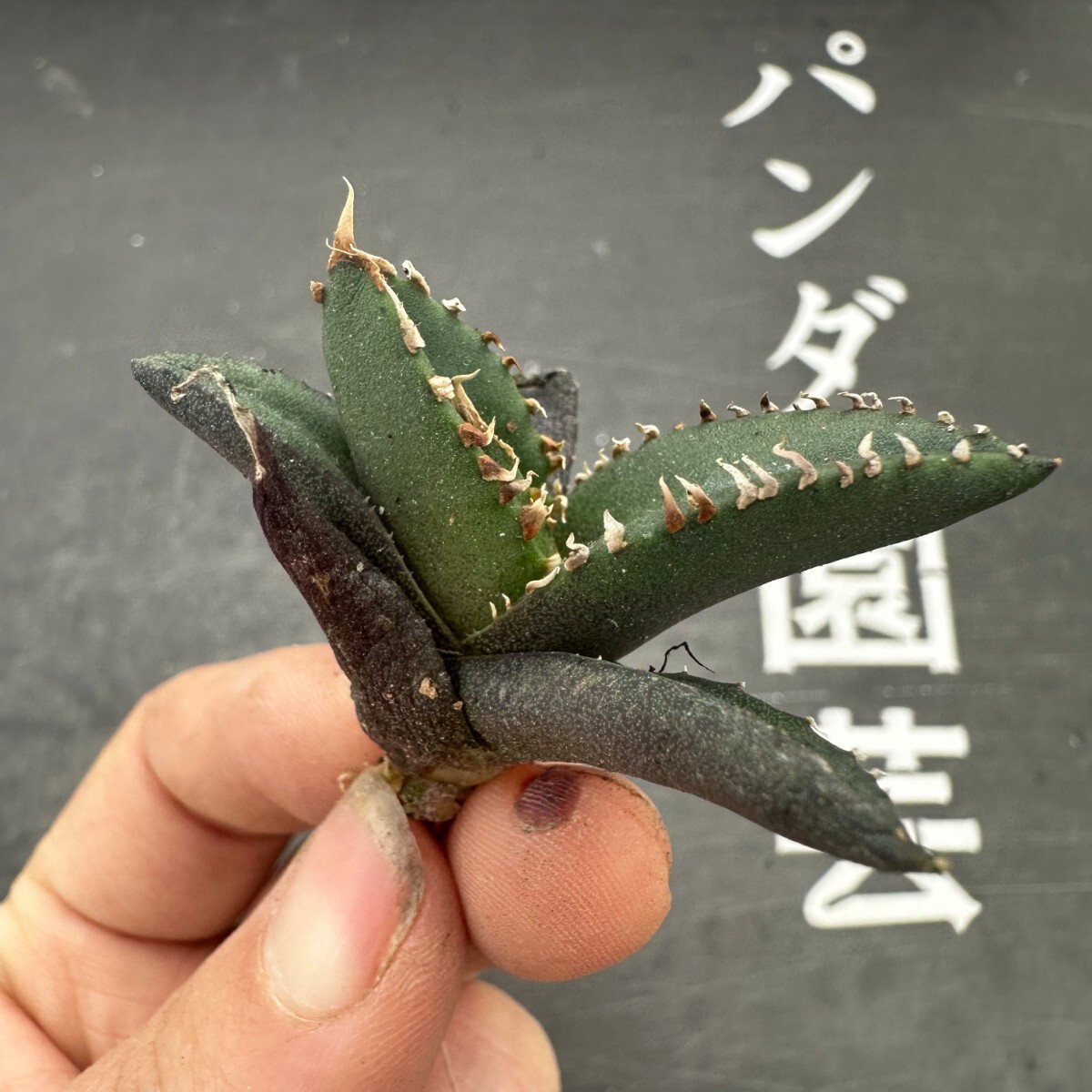 S13【パンダ園芸】特選 アガベ 多肉植物 チタノタ 狼人 強棘 激レア_画像3