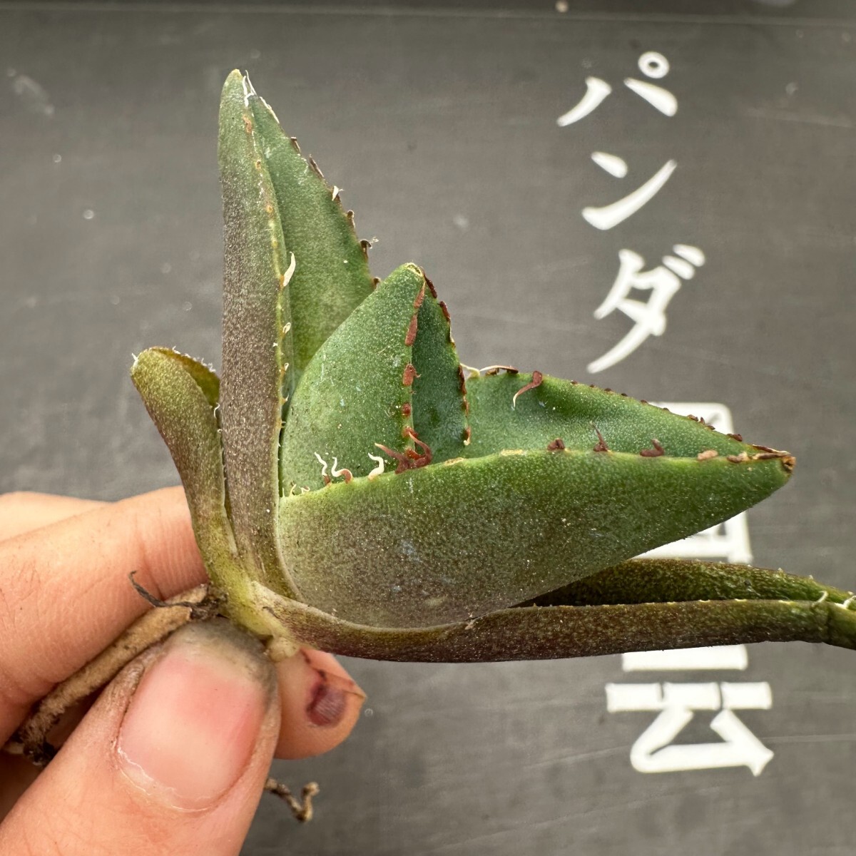 S15【パンダ園芸】アガベ チタノタ ジャガーノート 純血 / Agave titanota 'Juggernaut' pure blood メリクロン株 発根済み _画像4