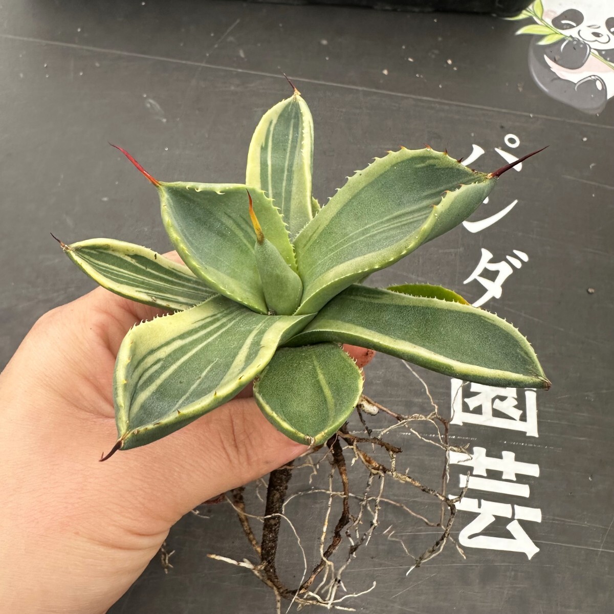 S73【パンダ園芸】多肉植物アガベ パリー トランカータ ライムストリーク アイス発根済みの画像2