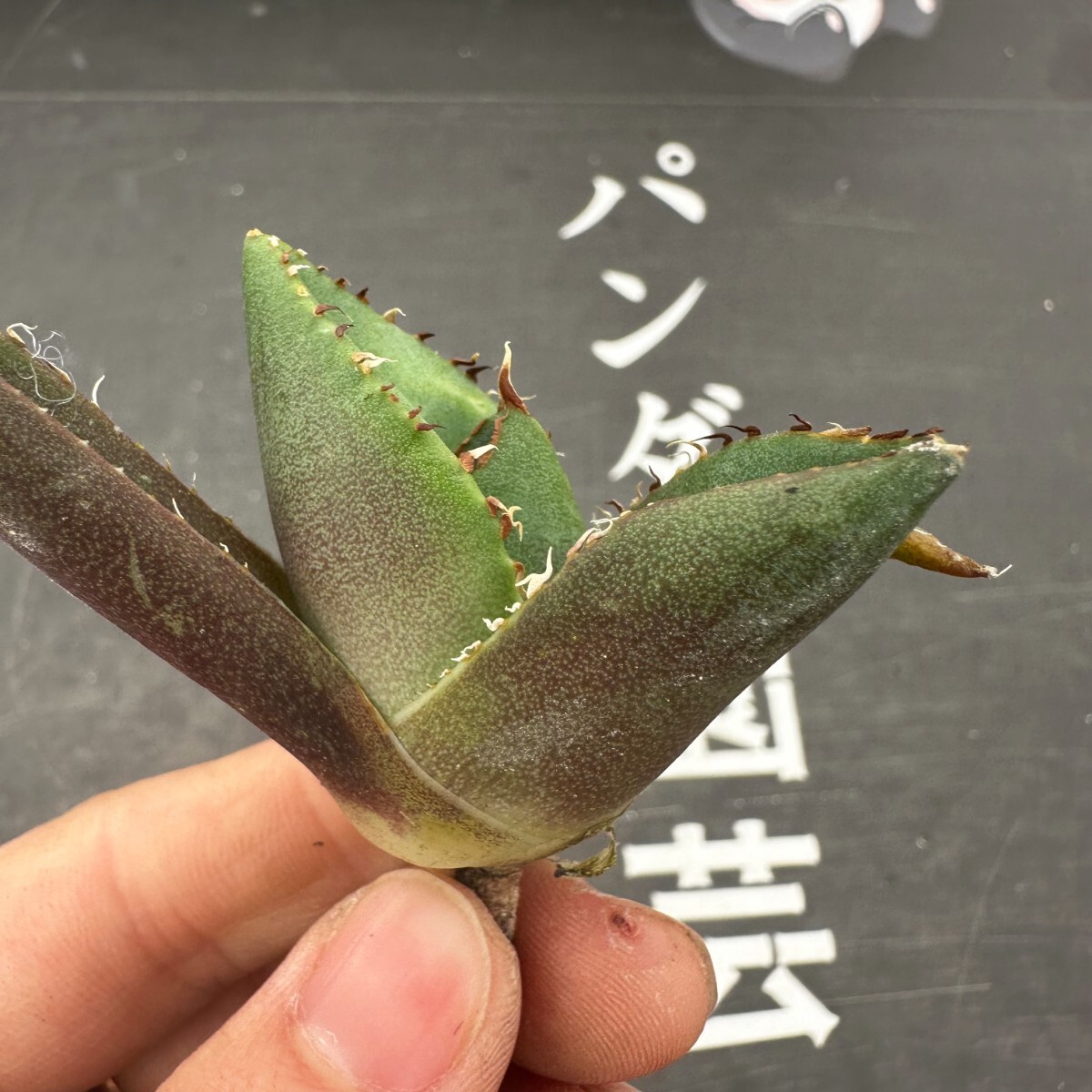 A40【パンダ園芸】アガベ チタノタ ジャガーノート 純血 / Agave titanota 'Juggernaut' pure blood メリクロン株 発根済み の画像4