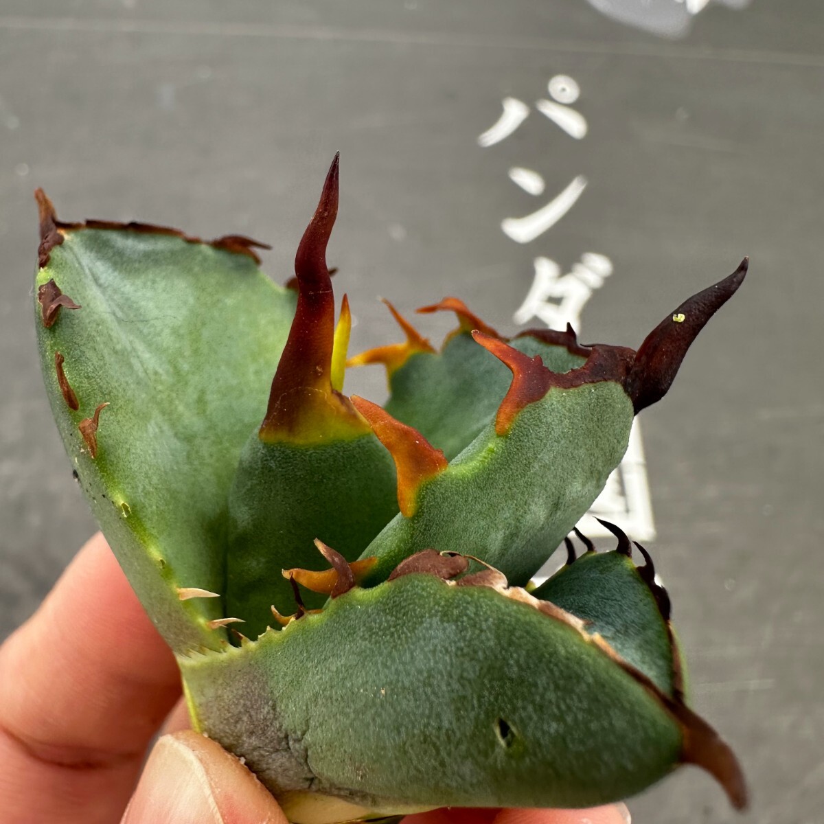 V39【パンダ園芸】アガベ チタノタ OWL 海豹 agave titanota 寛葉厳龍 LBP 胴切り天芽子株 極上子株の画像1