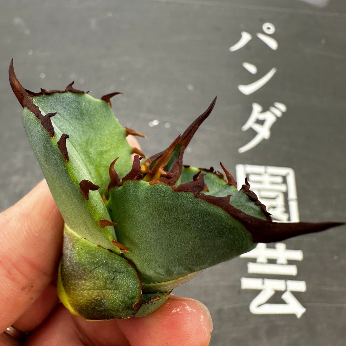 V40【パンダ園芸】アガベ チタノタ OWL 海豹 agave titanota 寛葉厳龍 LBP 胴切り天芽子株 極上子株の画像7