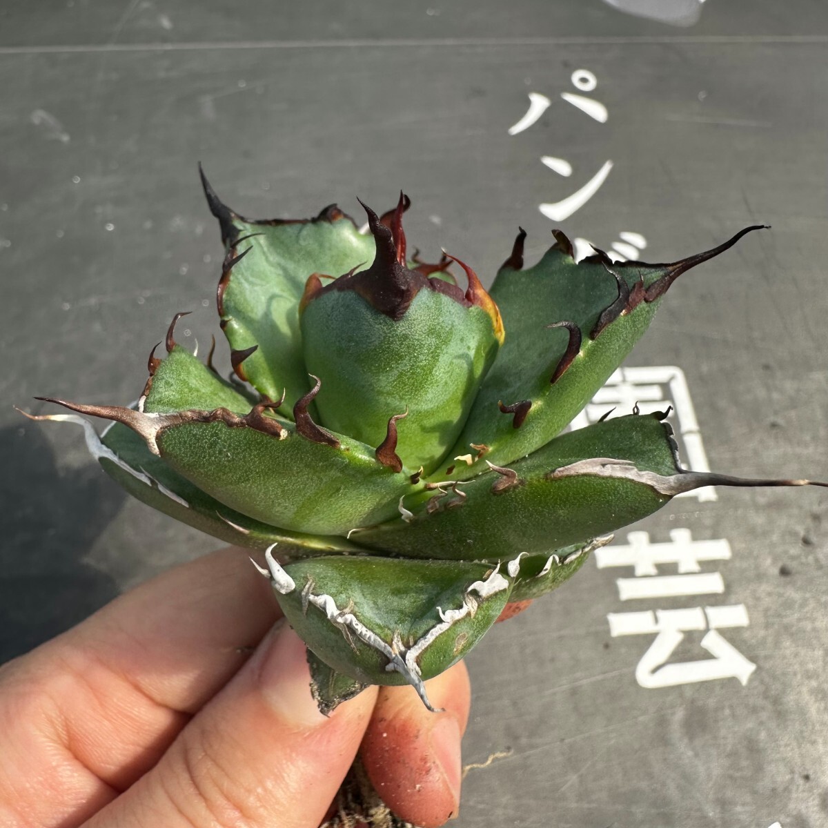 B5【パンダ園芸】アガベ チタノタ HADES ハデス 恐竜牙歯 Agave titanota Hades  発根済み の画像7