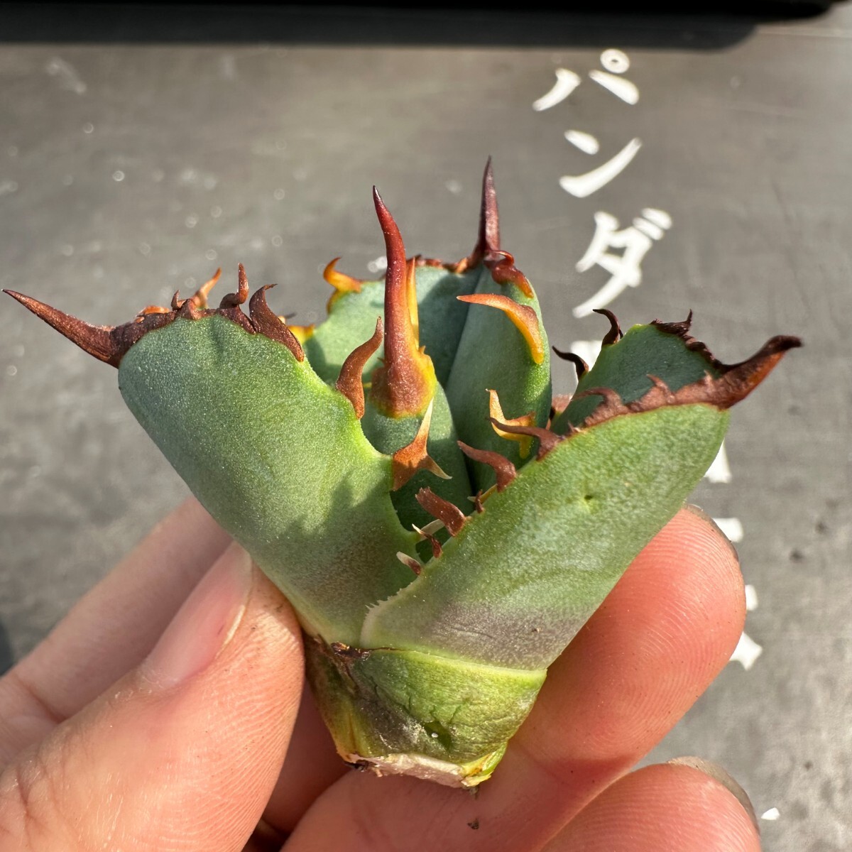 B24【パンダ園芸】アガベ チタノタ OWL 海豹 agave titanota 寛葉厳龍 LBP 胴切り天芽子株 極上子株の画像5